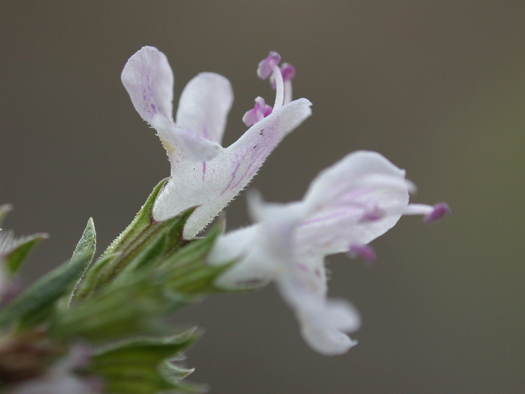 Satureja montana / Santoreggia montana